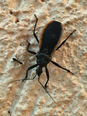 Scadra porrigens