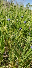 Linum lewisii