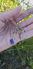 Linum lewisii