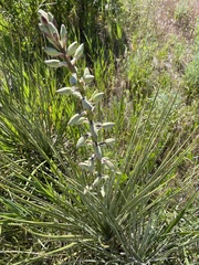 Yucca glauca