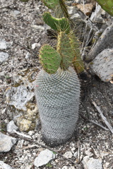 Mammillaria haageana conspicua