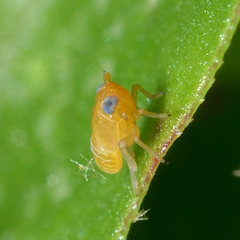 Flavoclypeus andromedus