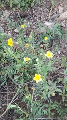 Sibbaldianthe orientalis