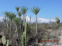 Yucca mixtecana