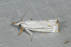 Eschata