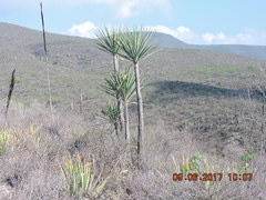 Yucca mixtecana