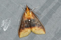 Lipararchis tranquillalis