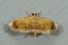 Musotiminae