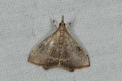 Clupeosoma