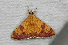 Isocentris filalis