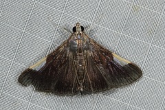 Peribona venosa