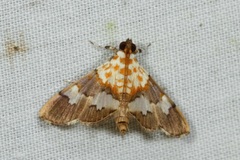 Aetholix flavibasalis