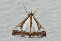 Agrioglypta eurytusalis