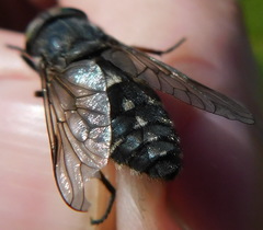 Hybomitra bimaculata