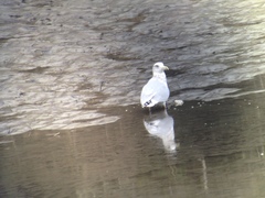 Larus argentatus × glaucescens
