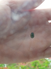 Calligrapha pantherina