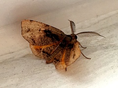 Achrosis