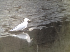 Larus argentatus × glaucescens