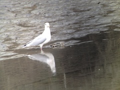 Larus argentatus × glaucescens