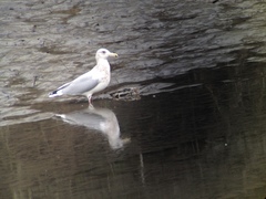 Larus argentatus × glaucescens