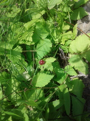 Rubus pubescens pubescens