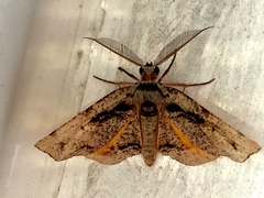 Achrosis