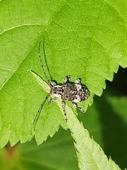 Astylopsis