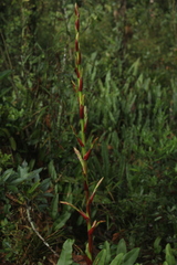 Tillandsia tovarensis