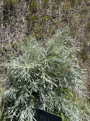 Artemisia cana