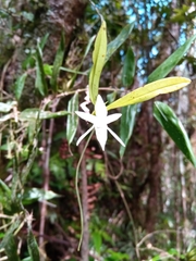 Angraecum mauritianum