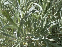 Artemisia cana