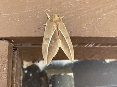 Automeris zephyria
