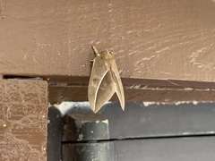 Automeris zephyria