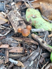 Psilocybe subaeruginosa