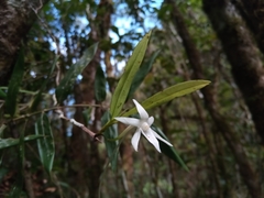 Angraecum mauritianum