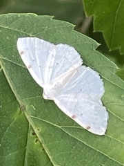 Lomographa bimaculata