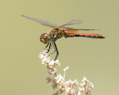 Sympetrum semicinctum occidentale