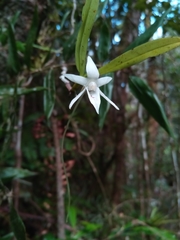 Angraecum mauritianum