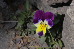 Viola