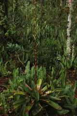 Tillandsia tovarensis