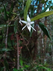 Angraecum mauritianum