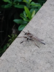 Proctacanthus longus