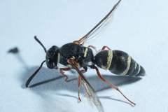 Parancistrocerus minimoferus