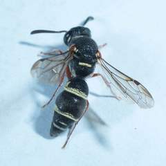 Parancistrocerus minimoferus