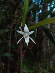 Angraecum mauritianum