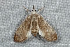 Cirrhochrista fuscusa