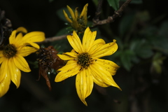 Bidens rubifolia