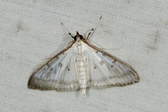 Cydalima