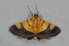 Endocrossis flavibasalis