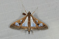 Glyphodes bivitralis